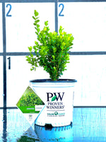 Proven Winners Sprinter Boxwood