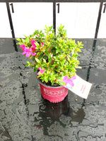 Autumn Amethyst Azalea