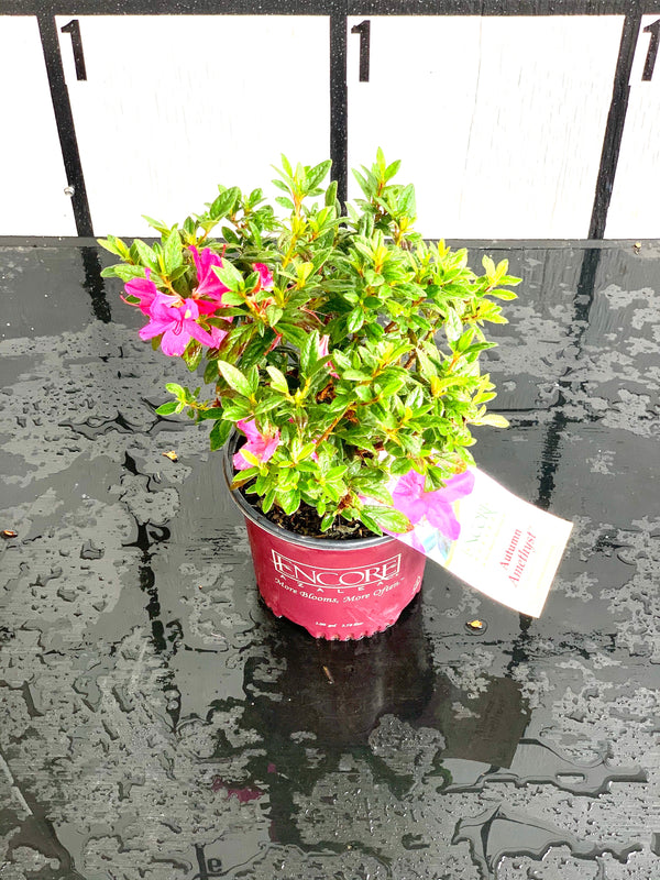 Autumn Amethyst Azalea