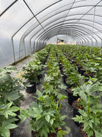Fatsia Japonica - nursery plant available in multiple container sizes