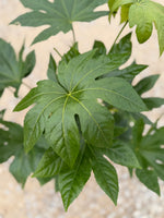 Fatsia Japonica - nursery plant available in multiple container sizes