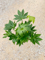 Fatsia Japonica - nursery plant available in multiple container sizes