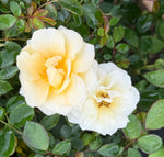 Buttercream Drift Rose - nursery plant available in multiple container sizes