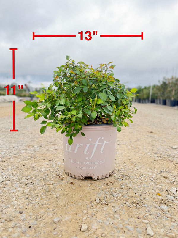 Buttercream Drift Rose - nursery plant available in multiple container sizes