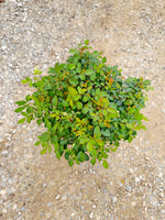 Buttercream Drift Rose - nursery plant available in multiple container sizes