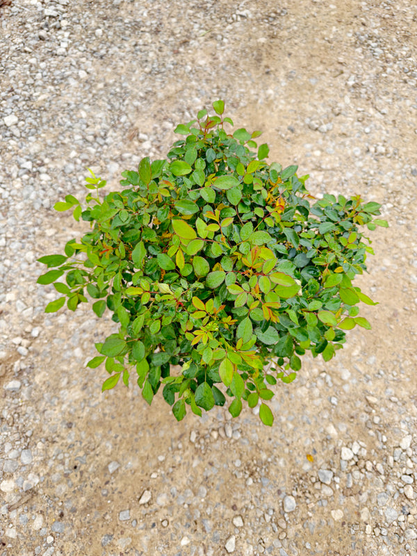 Buttercream Drift Rose - nursery plant available in multiple container sizes