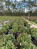 Brick House Rose - nursery plant available in multiple container sizes