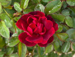Brick House Rose - nursery plant available in multiple container sizes
