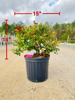 Brick House Rose - nursery plant available in multiple container sizes