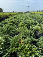 Blue Rug Juniper - nursery plant available in multiple container sizes