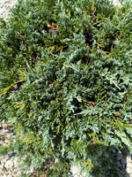 Blue Rug Juniper - nursery plant available in multiple container sizes