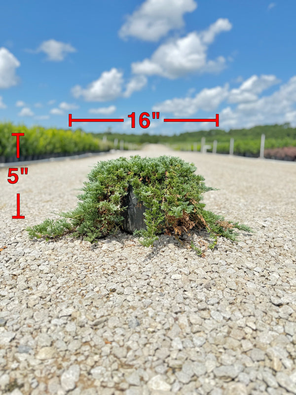 Blue Rug Juniper - nursery plant available in multiple container sizes