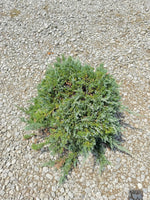 Blue Rug Juniper - nursery plant available in multiple container sizes
