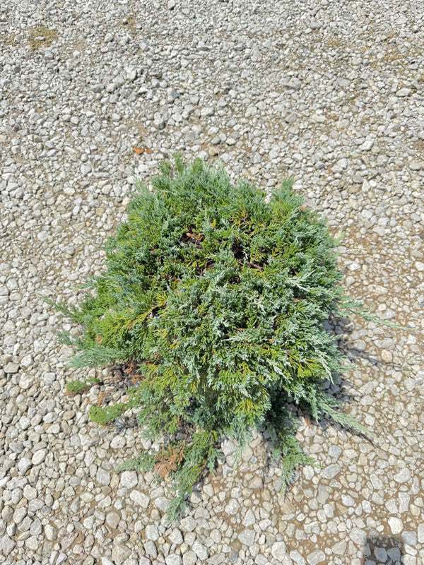 Blue Rug Juniper - nursery plant available in multiple container sizes