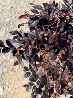 Cerise Charm™ Loropetalum - nursery plant available in multiple container sizes