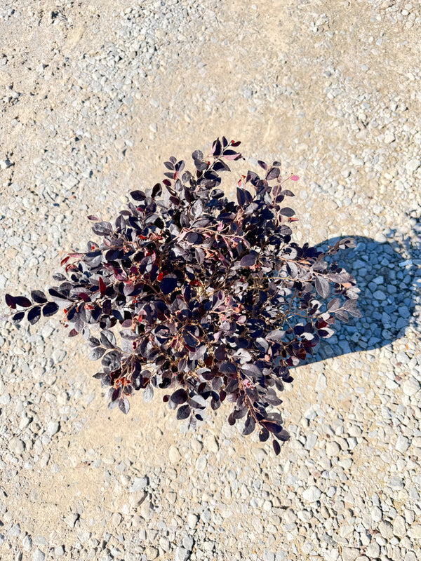 Cerise Charm™ Loropetalum - nursery plant available in multiple container sizes