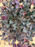 Crimson Fire Loropetalum - nursery plant available in multiple container sizes