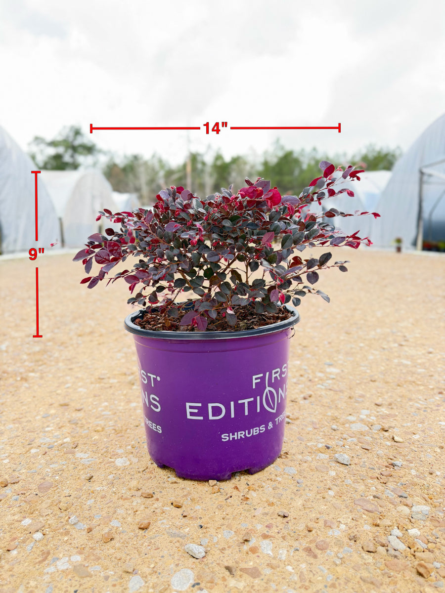 Crimson Fire Loropetalum - nursery plant available in multiple container sizes