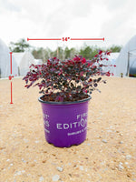 Crimson Fire Loropetalum - nursery plant available in multiple container sizes