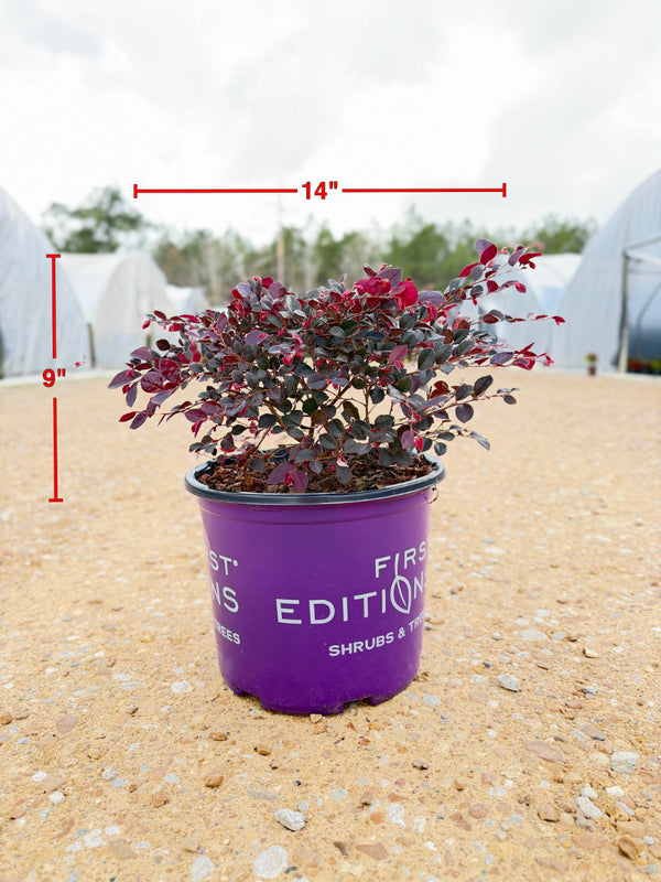 Crimson Fire Loropetalum - nursery plant available in multiple container sizes