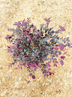 Crimson Fire Loropetalum - nursery plant available in multiple container sizes