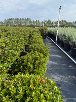 Chinzan Azalea - nursery plant available in multiple container sizes