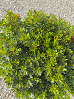 Chinzan Azalea - nursery plant available in multiple container sizes