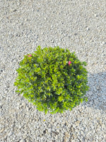 Chinzan Azalea - nursery plant available in multiple container sizes