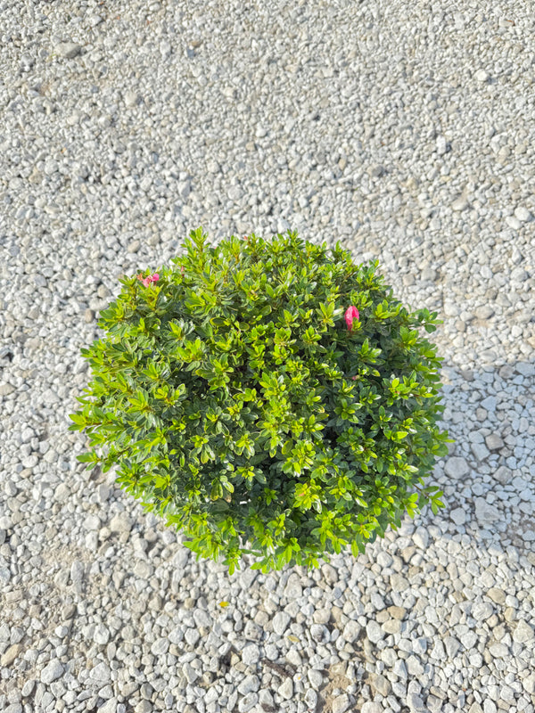 Chinzan Azalea - nursery plant available in multiple container sizes