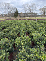 Cast in Bronze Distylium - nursery plant available in multiple container sizes