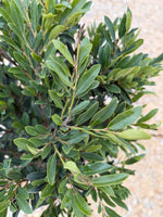 Cast in Bronze Distylium - nursery plant available in multiple container sizes