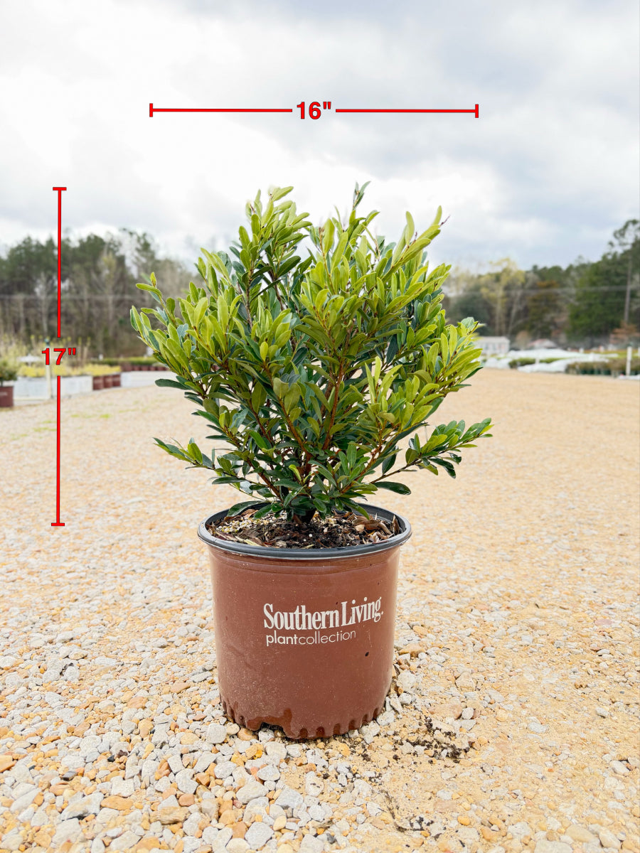 Cast in Bronze Distylium - nursery plant available in multiple container sizes