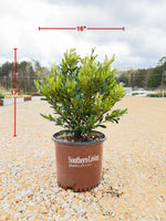 Cast in Bronze Distylium - nursery plant available in multiple container sizes
