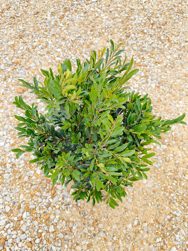 Cast in Bronze Distylium - nursery plant available in multiple container sizes