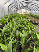 Aspidistra Cast Iron Plant - Collection view