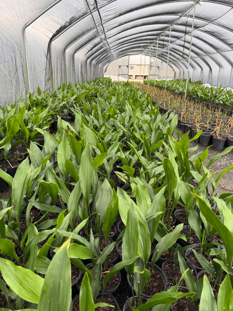 Cast Iron – michaelsnursery