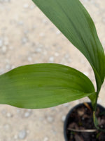 Aspidistra Cast Iron Plant - Foilage view