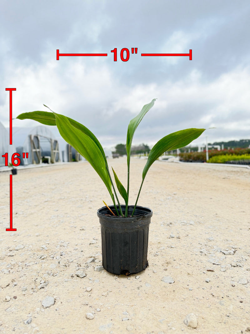 cast iron plant pot size Cast Iron – michaelsnursery