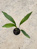 Aspidistra Cast Iron Plant - Top view