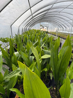 Aspidistra Cast Iron Plant - Collection view