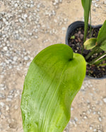 Aspidistra Cast Iron Plant - Foilage view