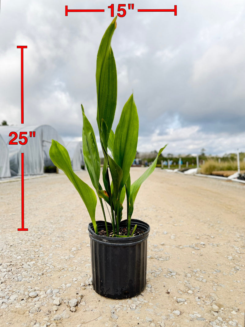 cast iron plant soil Cast Iron – michaelsnursery