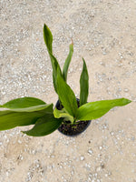 Aspidistra Cast Iron Plant - Top view