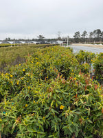 Carolina Jasmine - nursery plant available in multiple container sizes