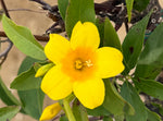 Carolina Jasmine - nursery plant available in multiple container sizes