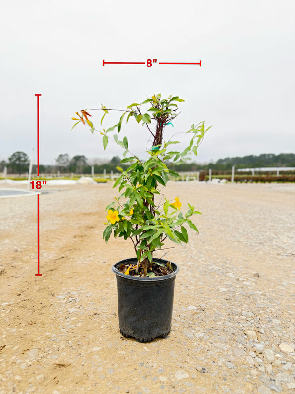 Carolina Jasmine - nursery plant available in multiple container sizes