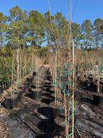Muskogee Crape Myrtle - nursery plant available in multiple container sizes