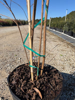 Muskogee Crape Myrtle - nursery plant available in multiple container sizes