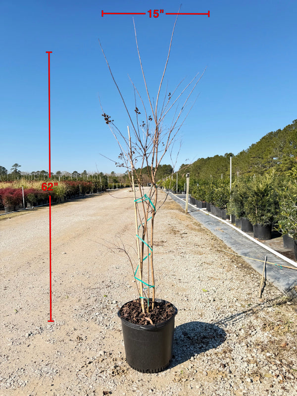 Muskogee Crape Myrtle - nursery plant available in multiple container sizes