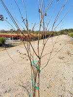 Muskogee Crape Myrtle - nursery plant available in multiple container sizes